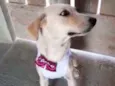 Cachorro raça Srd idade 7 a 11 meses nome MEL