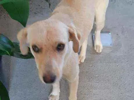 Cachorro raça Srd idade 7 a 11 meses nome MEL