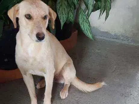 Cachorro raça Srd idade 7 a 11 meses nome MEL