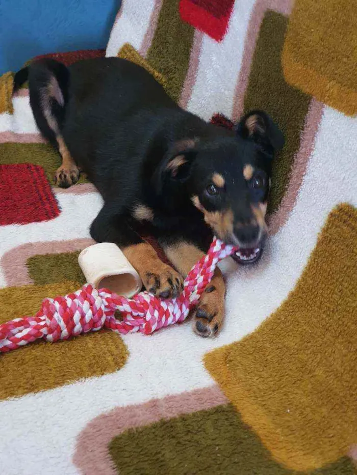 Cachorro ra a Indefinida idade 2 a 6 meses nome Ômega