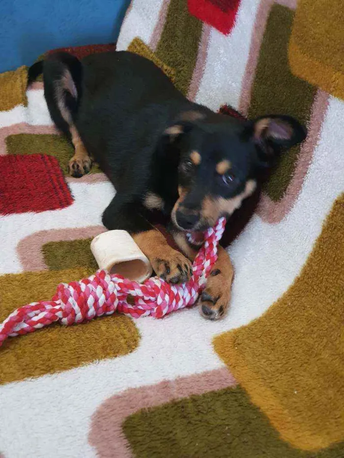 Cachorro ra a Indefinida idade 2 a 6 meses nome Ômega