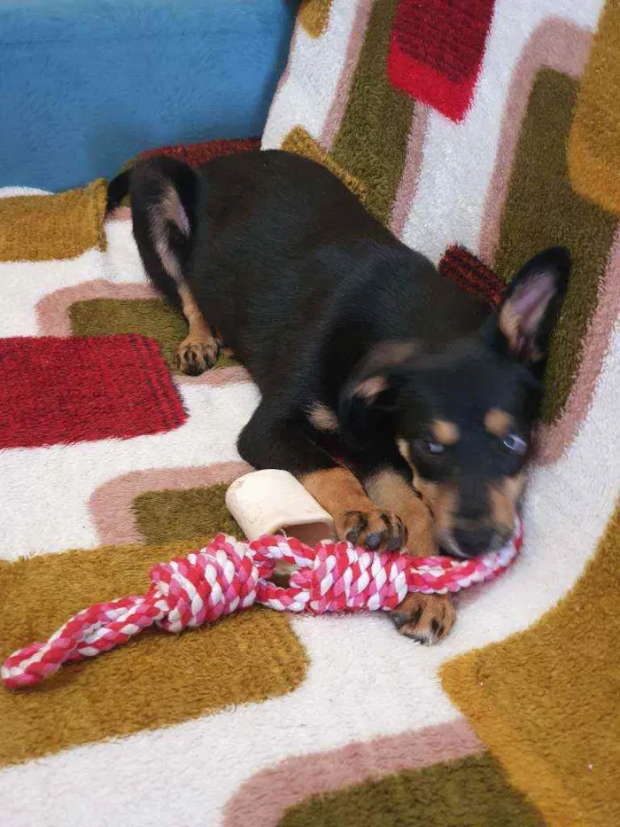Cachorro ra a Indefinida idade 2 a 6 meses nome Ômega