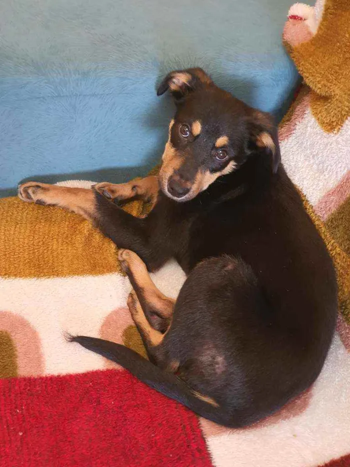 Cachorro ra a Indefinida idade 2 a 6 meses nome Ômega