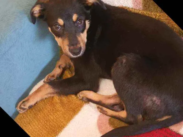 Cachorro ra a Indefinida idade 2 a 6 meses nome Ômega