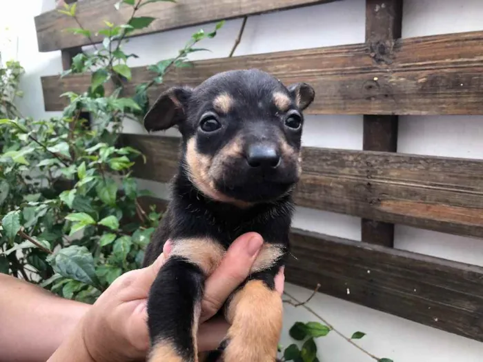 Cachorro raça SRD idade Abaixo de 2 meses nome Sem nome
