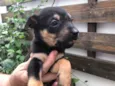 Cachorro raça SRD idade Abaixo de 2 meses nome Sem nome
