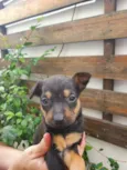 Cachorro raça SRD idade Abaixo de 2 meses nome Sem nome