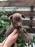 Cachorro raça SRD  idade Abaixo de 2 meses nome Sem Nome