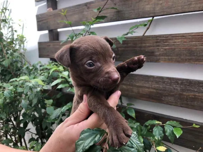 Cachorro raça SRD  idade Abaixo de 2 meses nome Sem Nome