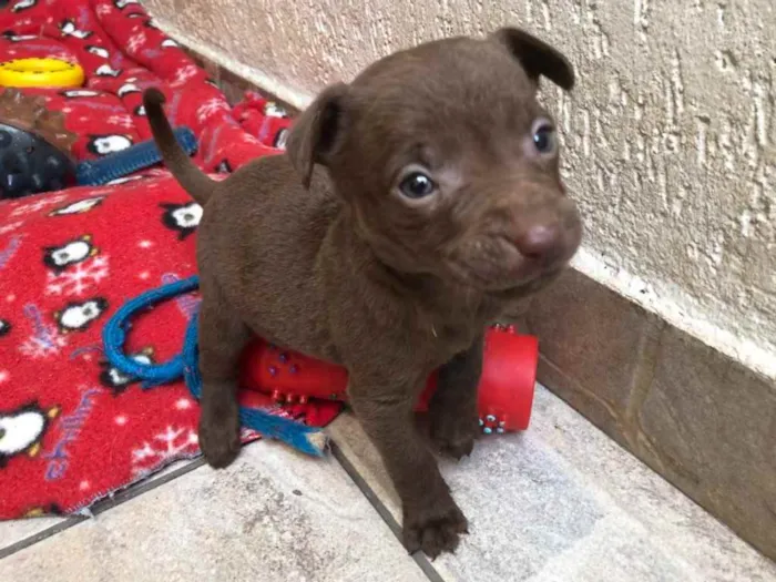 Cachorro raça SRD  idade Abaixo de 2 meses nome Sem Nome