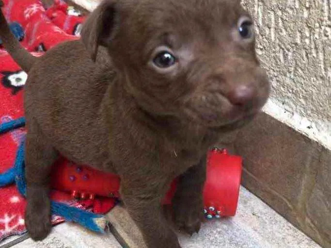 Cachorro raça SRD  idade Abaixo de 2 meses nome Sem Nome