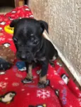 Cachorro raça SRD idade Abaixo de 2 meses nome Sem Nome