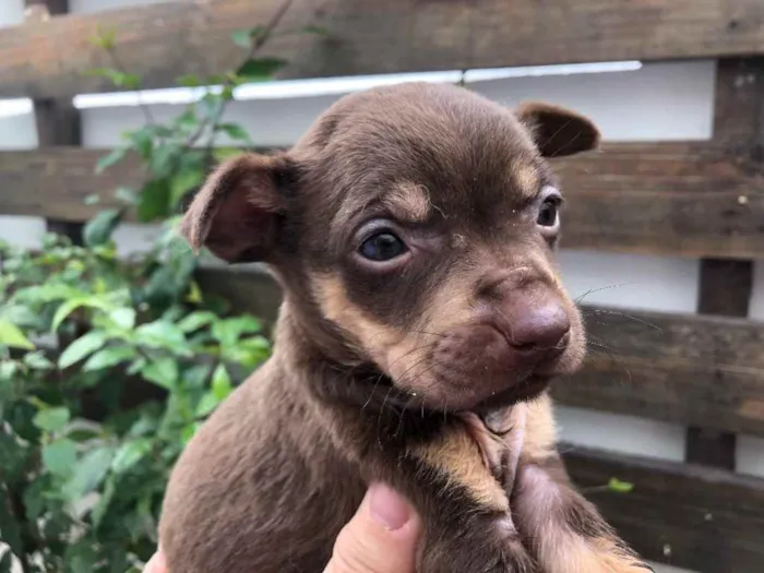 Cachorro raça SRD  idade Abaixo de 2 meses nome Sem nome