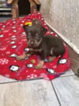 Cachorro raça SRD  idade Abaixo de 2 meses nome Sem nome