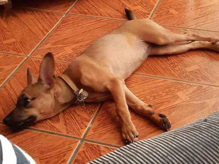 Cachorro ra a Vira-Lata idade 1 ano nome Zoe
