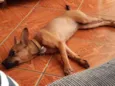Zoe
