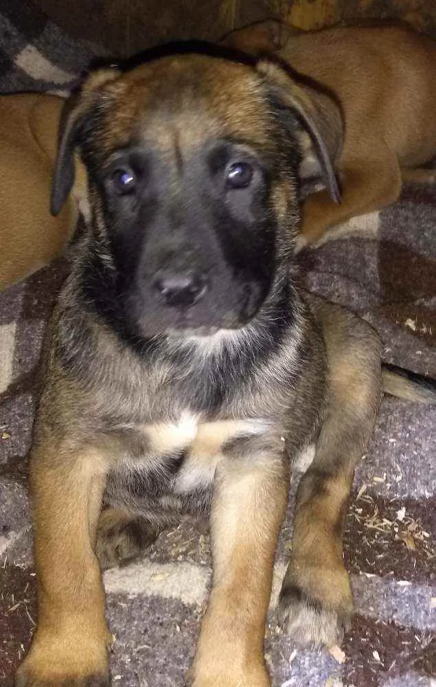 Cachorro ra a Pitbull com Pastor alemão idade 2 a 6 meses nome Filhotes 