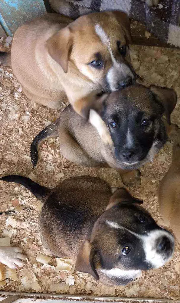 Cachorro ra a Pitbull com Pastor alemão idade 2 a 6 meses nome Filhotes 