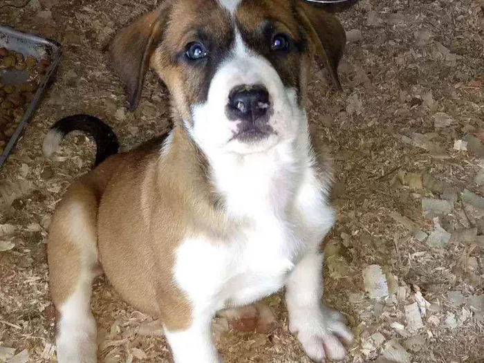 Cachorro ra a Pitbull com Pastor alemão idade 2 a 6 meses nome Filhotes 