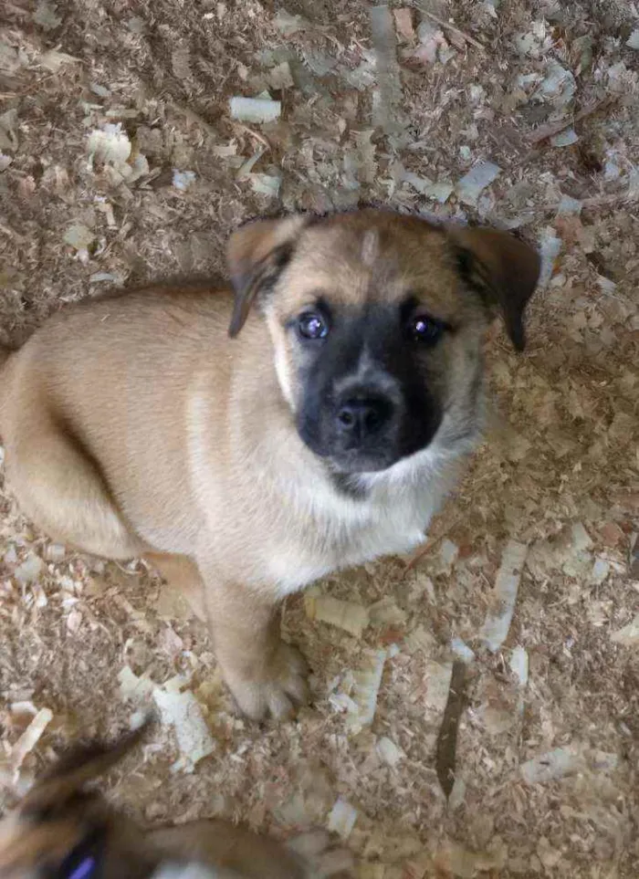 Cachorro ra a Pitbull com Pastor alemão idade 2 a 6 meses nome Filhotes 