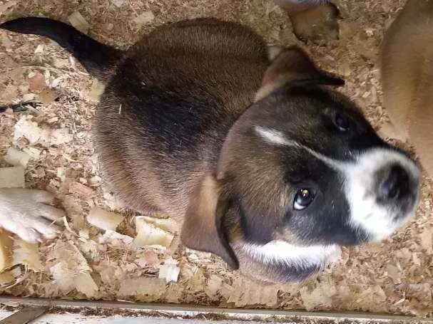 Cachorro ra a Pitbull com Pastor alemão idade 2 a 6 meses nome Filhotes 