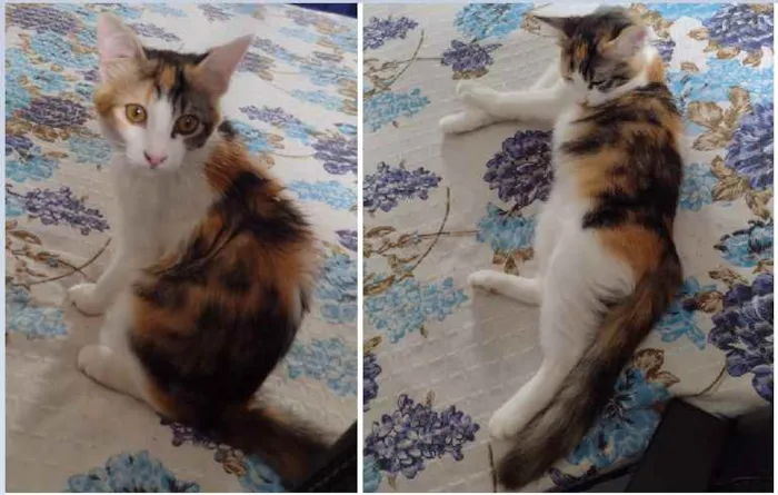 Gato raça SRD idade 2 a 6 meses nome Shunrei