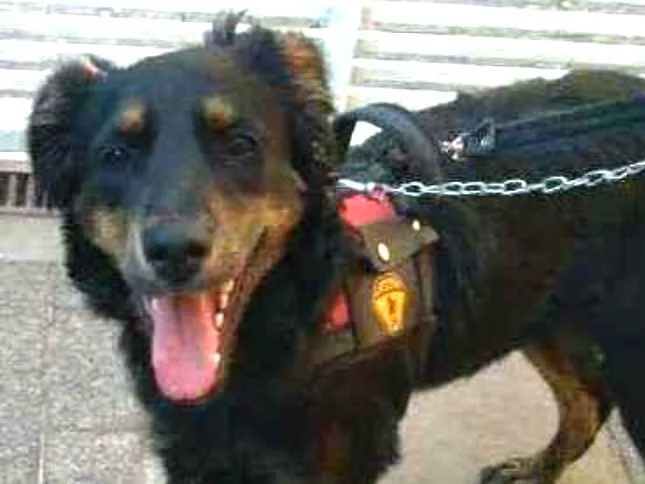 Cachorro raça  idade 7 a 11 meses nome Julie 