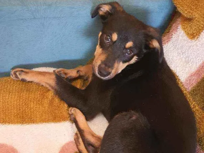 Cachorro ra a Indefinida idade 2 a 6 meses nome Ômega