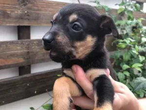 Cachorro raça SRD idade Abaixo de 2 meses nome Sem nome