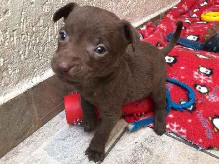 Cachorro raça SRD  idade Abaixo de 2 meses nome Sem Nome