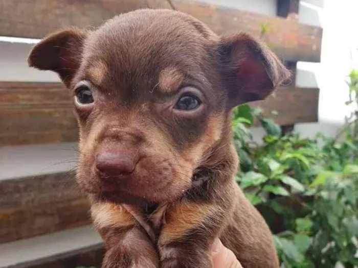 Cachorro raça SRD  idade Abaixo de 2 meses nome Sem nome