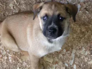Cachorro raça Pitbull com Pastor alemão idade 2 a 6 meses nome Filhotes 