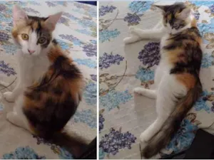 Gato raça SRD idade 2 a 6 meses nome Shunrei