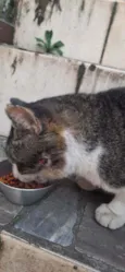 Gatinho