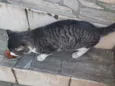 Gatinho