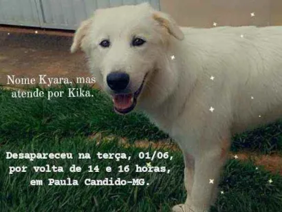 Cachorro raça Pastor Maremano Abruzes idade 1 ano nome Kyara, atende por Ki