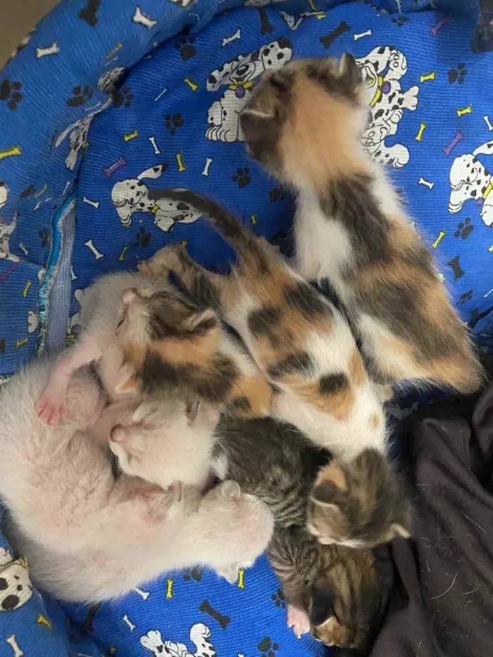 Gato raça Srd idade Abaixo de 2 meses nome Bebês de Lunna