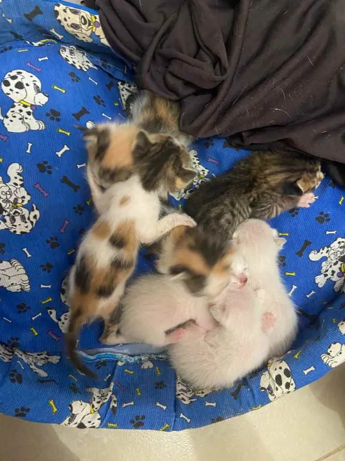 Gato raça Srd idade Abaixo de 2 meses nome Bebês de Lunna