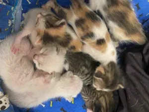 Gato raça Srd idade Abaixo de 2 meses nome Bebês de Lunna