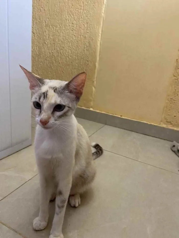 Gato raça Srd idade 7 a 11 meses nome Lunna castrada 