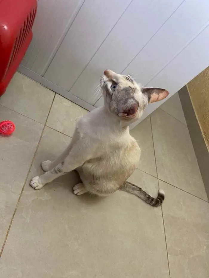 Gato raça Srd idade 7 a 11 meses nome Lunna castrada 