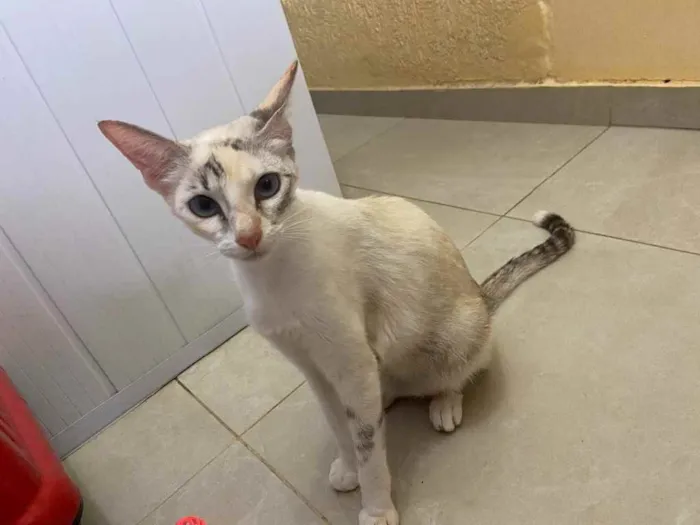 Gato raça Srd idade 7 a 11 meses nome Lunna castrada 