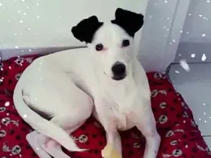Cachorro raça  idade 1 ano nome Nina 