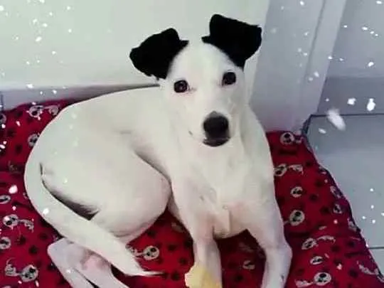 Cachorro raça  idade 1 ano nome Nina 