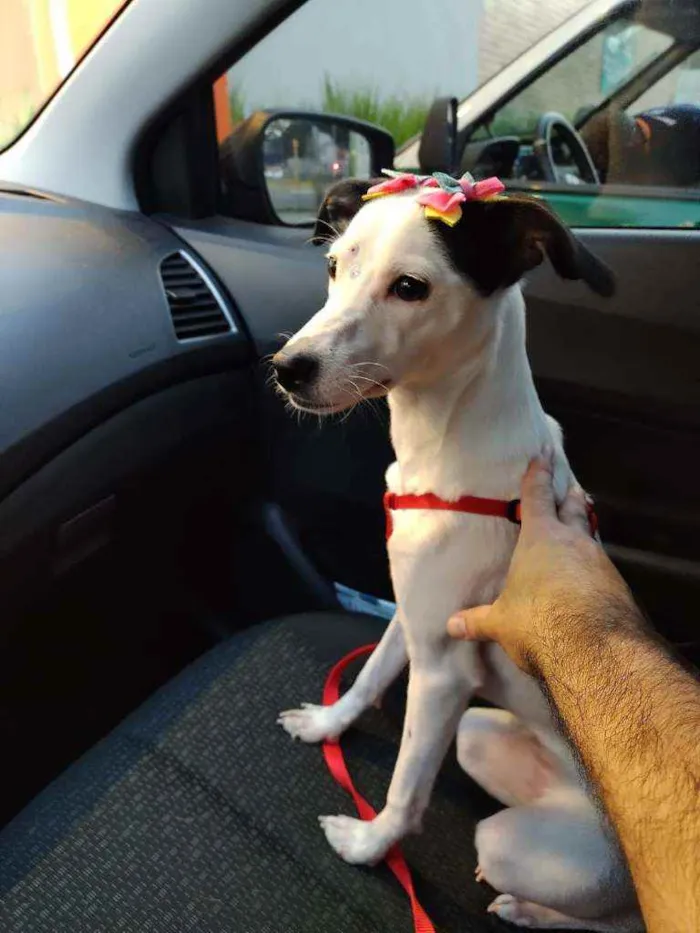 Cachorro raça  idade 1 ano nome Nina 