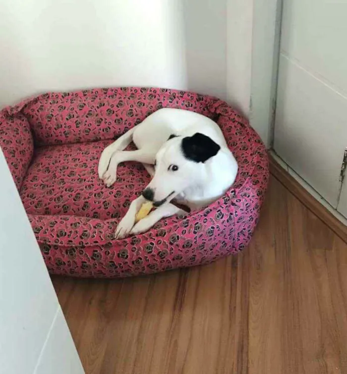 Cachorro raça  idade 1 ano nome Nina 