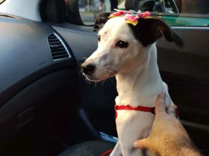 Cachorro raça  idade 1 ano nome Nina 