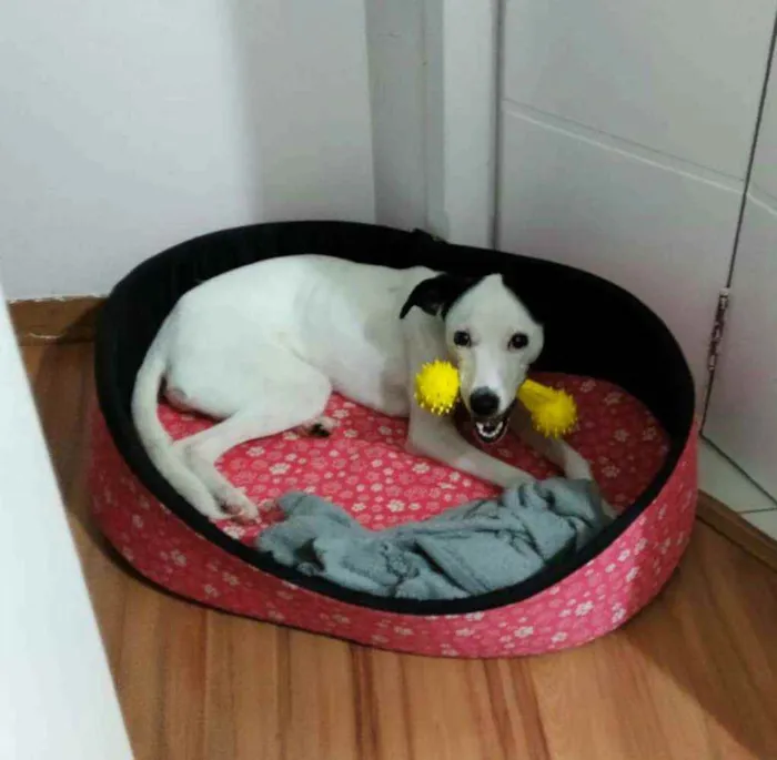 Cachorro raça  idade 1 ano nome Nina 