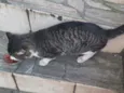 Gatinho