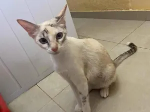 Gato raça Srd idade 7 a 11 meses nome Lunna castrada 